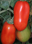 San Marzano Tomate